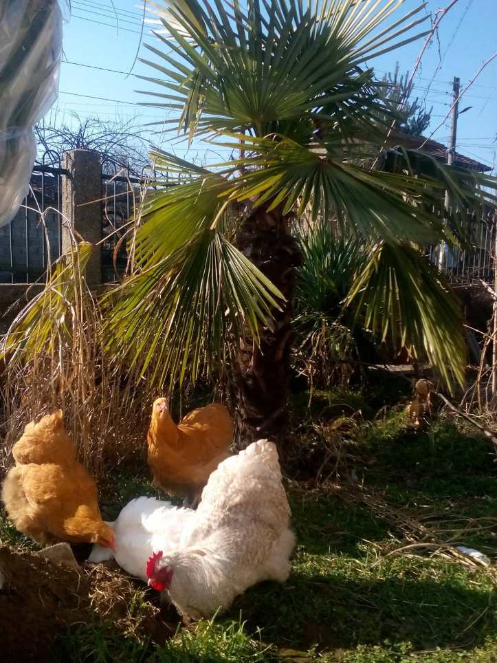 27604905_1675776622478493_1164725246_o